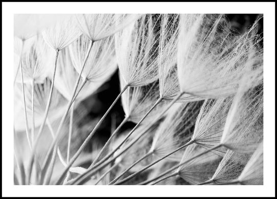 Dandelions Poster