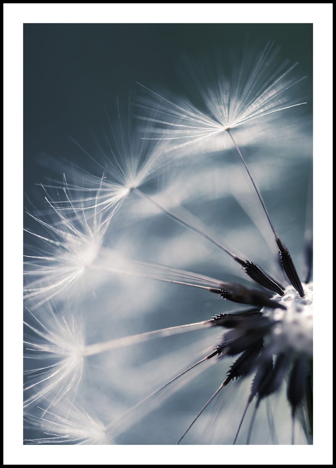 Poster Dandelion against the sky