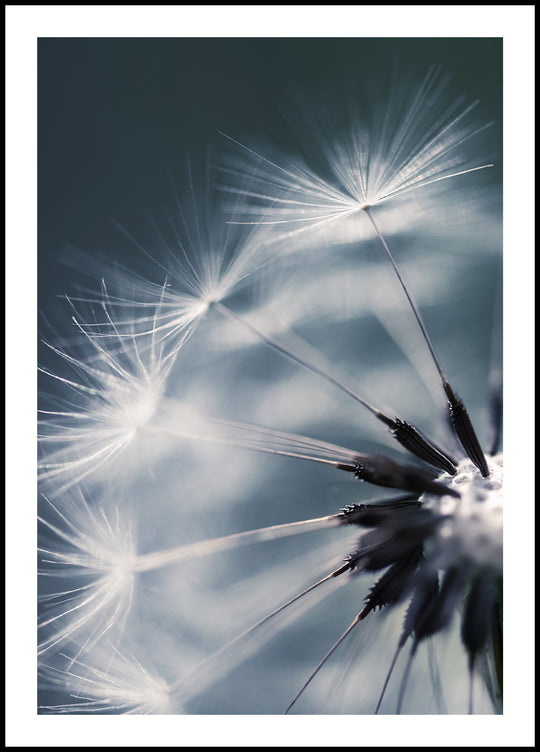Poster Dandelion against the sky