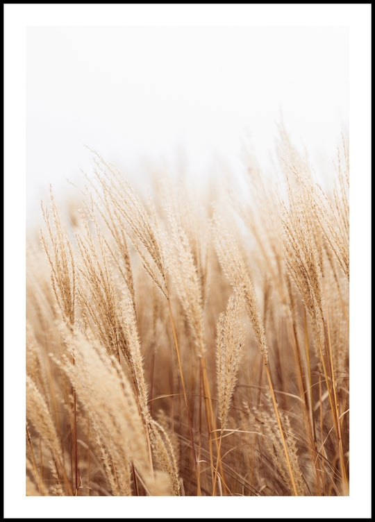 Poster Ears of Grain