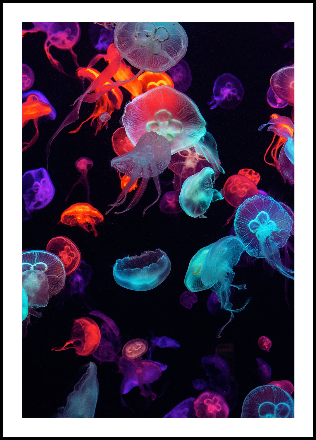 Colorful Jellyfish Poster