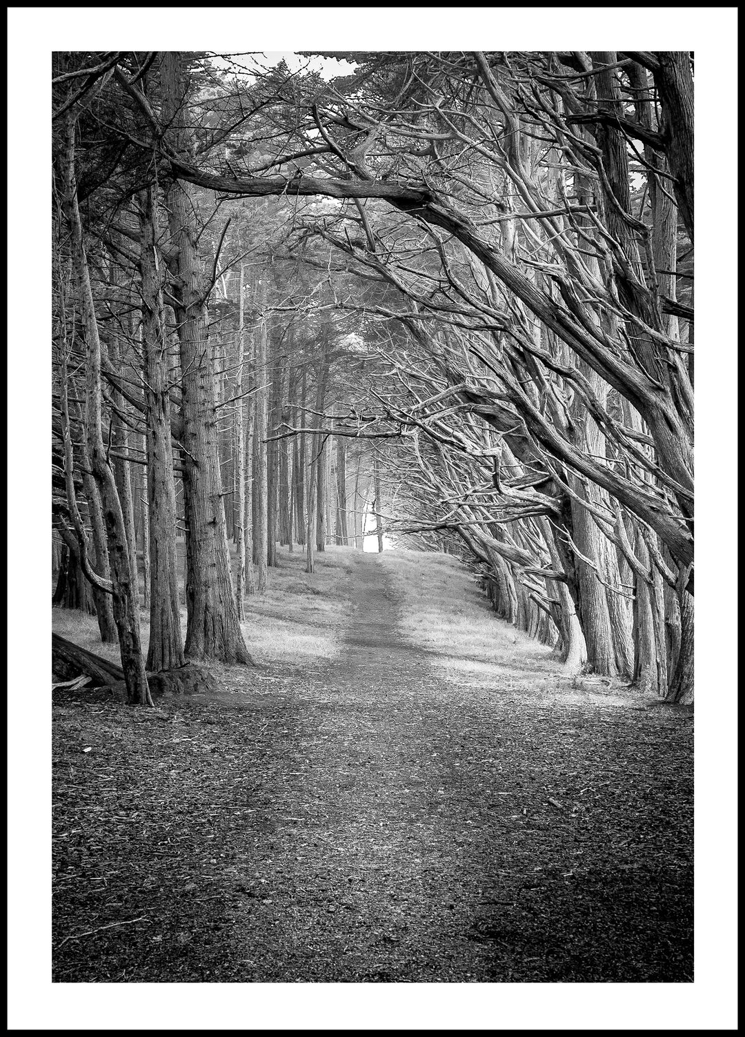 Poster Forest