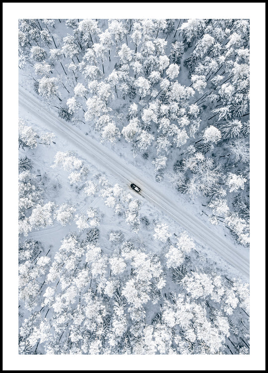 Poster Forest in Winter