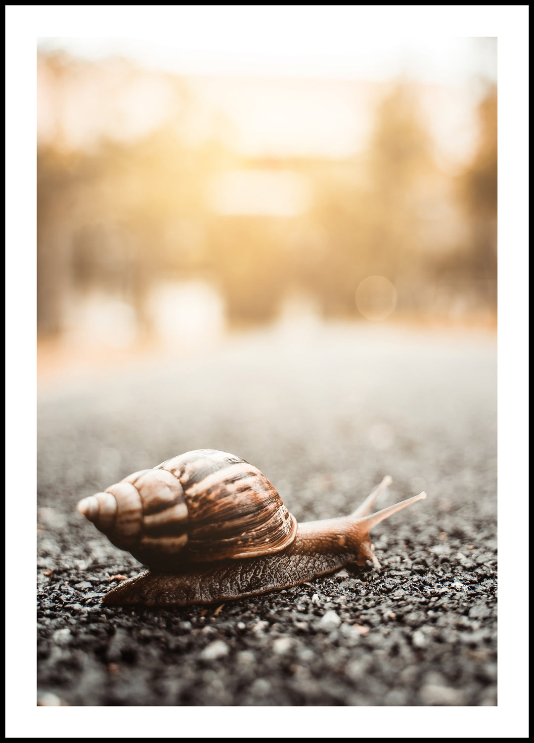 Snail Poster