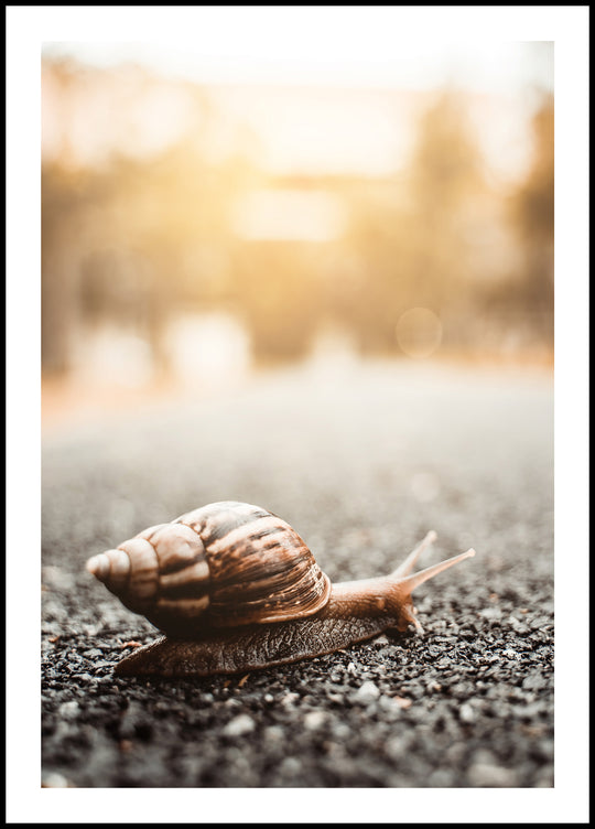 Snail Poster