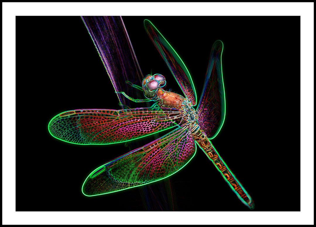 Poster Dragonfly with many wings