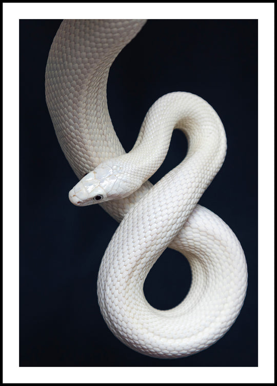 Poster The Snake