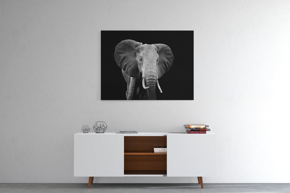 Obraz Słoń czarno-biały