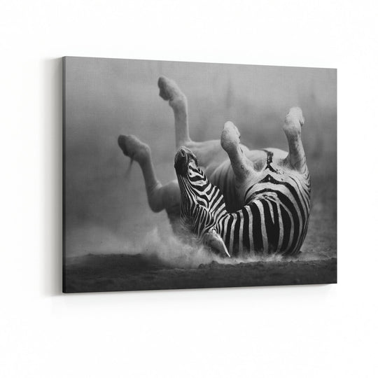 Obraz Zebra 1 czarno-biała