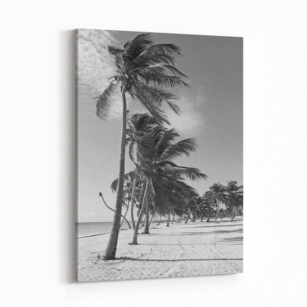 Obraz na płótnie Plaża i palmy czarno biała